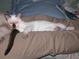 tara & emma - cat furniture 06